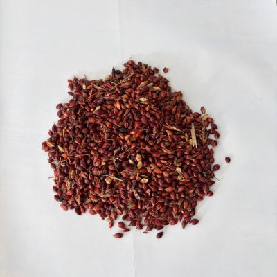 Сорго (віничне)