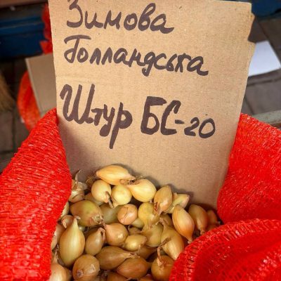 Насіння цибулі "Штур БС-20" зимова голландська 1кг