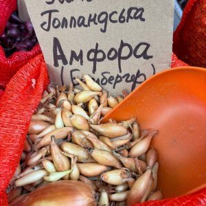 Насіння цибулі "Амфора" зимова голландська 1кг