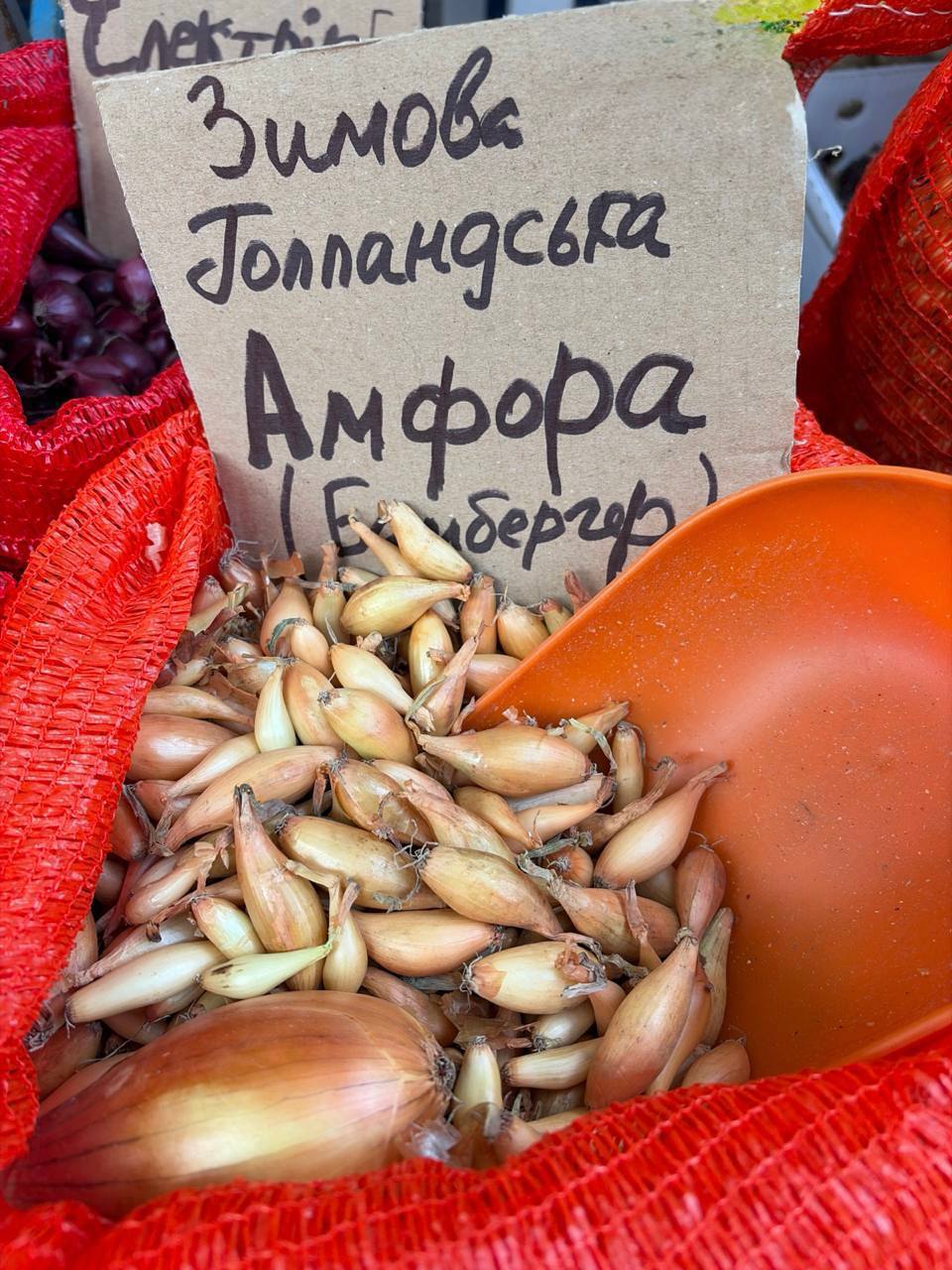 Насіння цибулі "Амфора" зимова голландська 1кг