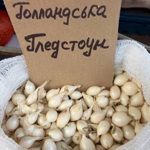 Насіння цибулі "Гледстоун" зимова голландська 1кг