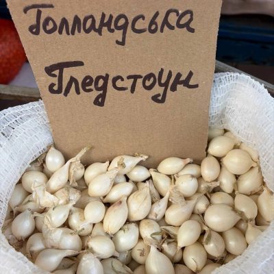 Насіння цибулі "Гледстоун" зимова голландська 1кг