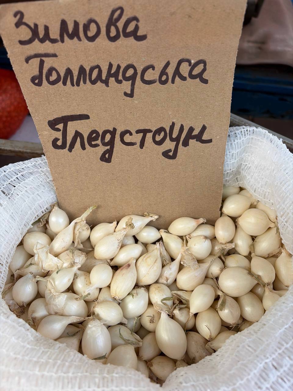 Насіння цибулі "Гледстоун" зимова голландська 1кг