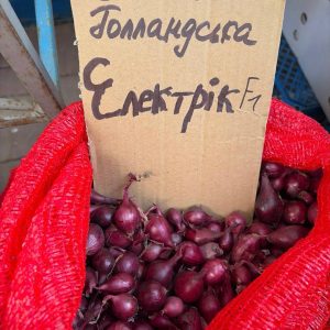 Насіння цибулі "Електрік" зимова голландська 1кг