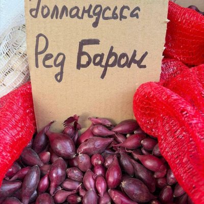 Насіння цибулі "Ред барон" зимова голландська 1кг