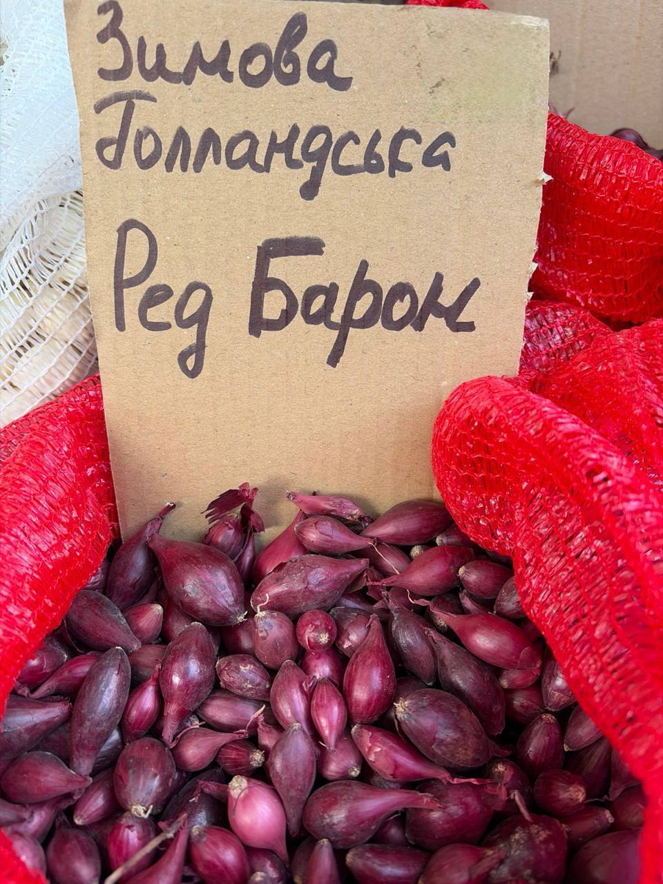 Насіння цибулі "Ред барон" зимова голландська 1кг