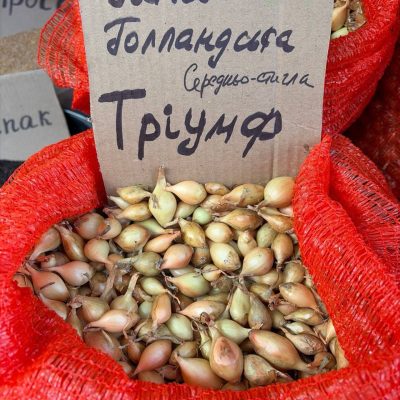 Насіння цибулі "Тріумф" середньостигла зимова голландська 1кг