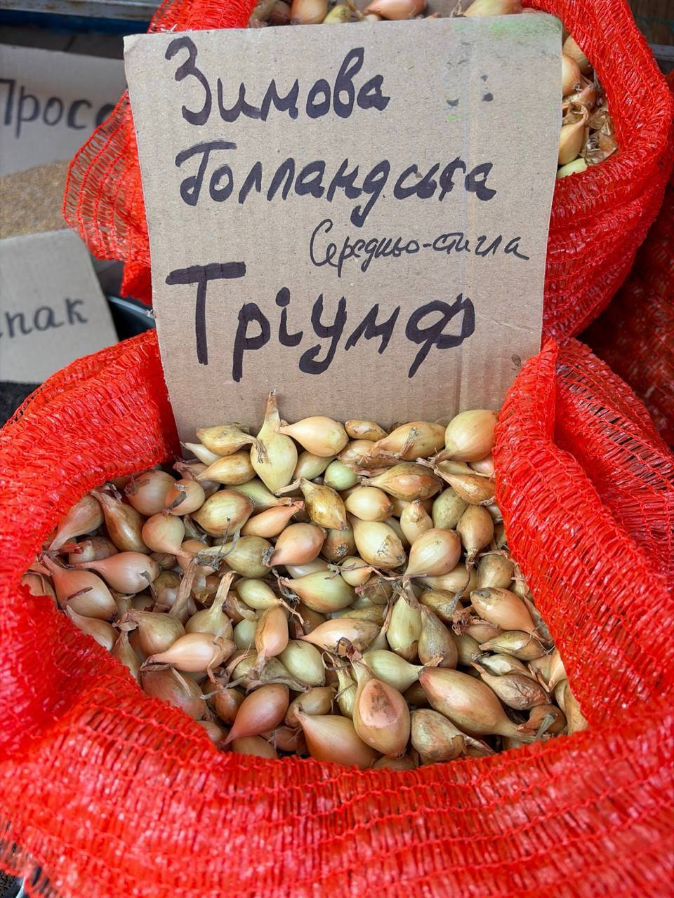 Насіння цибулі "Тріумф" середньостигла зимова голландська 1кг